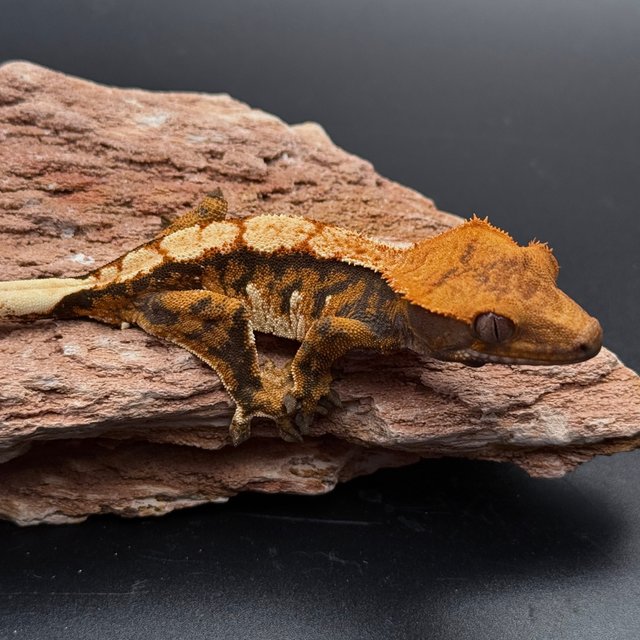 Tri Drippy White Spot White Pin White