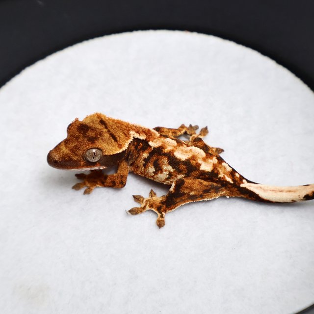 White Pin Tri Tangerine White Spot Drippy White