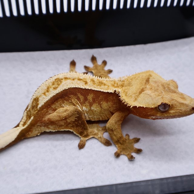 100% Het Axanthic