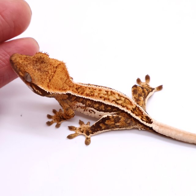 White Pinstripe Tri Full Pinstripe Quad White Pin