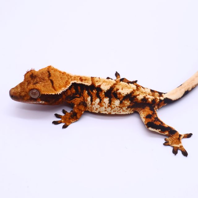 Tangerine White Barb Tri White Spot White Pin