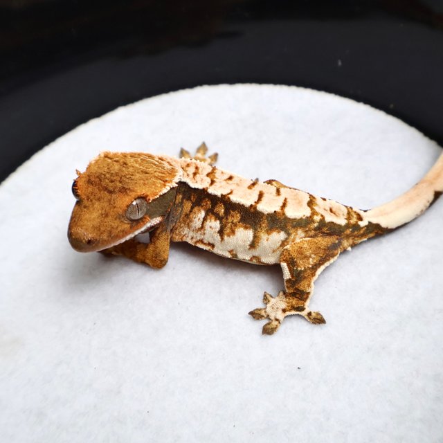 Tri Drippy White Spot White Pin Black White