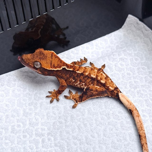 Tri Drippy White Spot White Pin Tangerine White