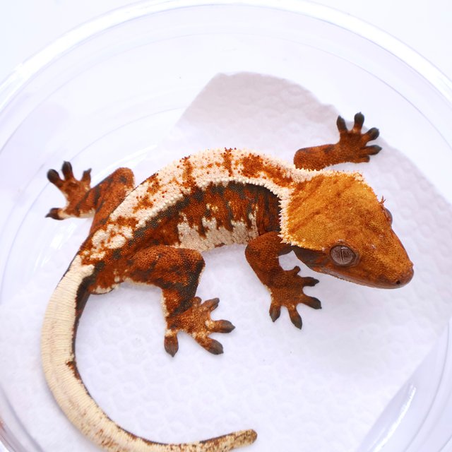 Tri Tangerine
