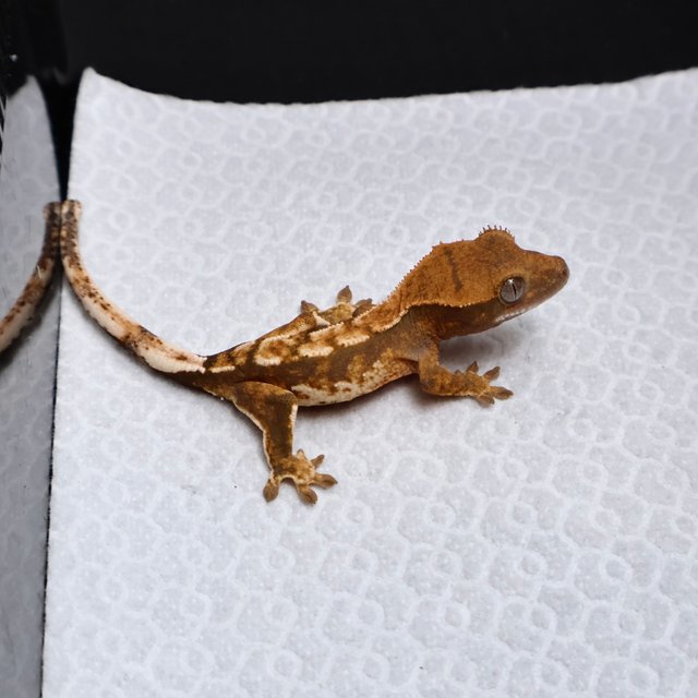 Tri Drippy White Spot White Pin Tangerine White