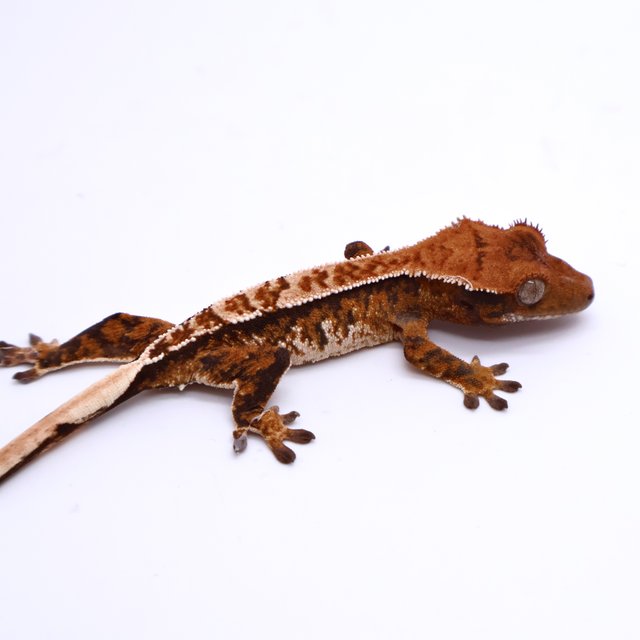 Tri Drippy White Spot White Pin Tangerine White