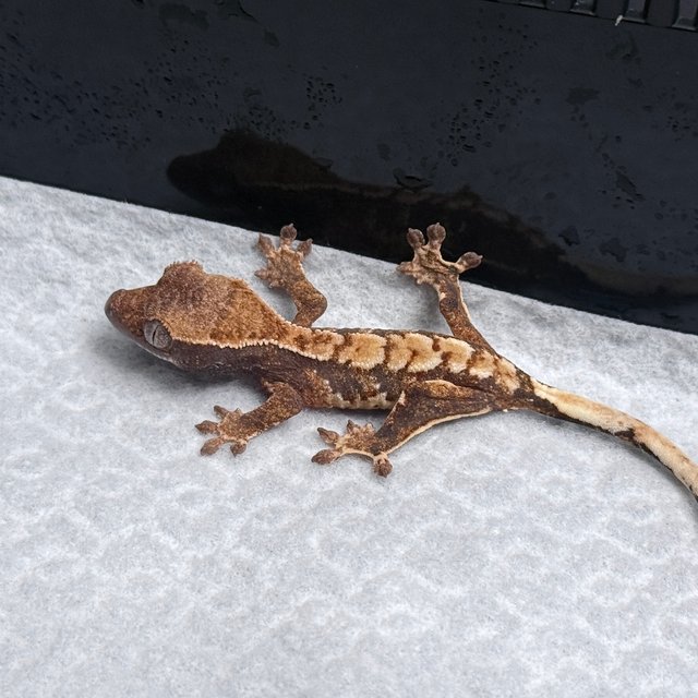 Tri Drippy White Spot White Pin Tangerine White