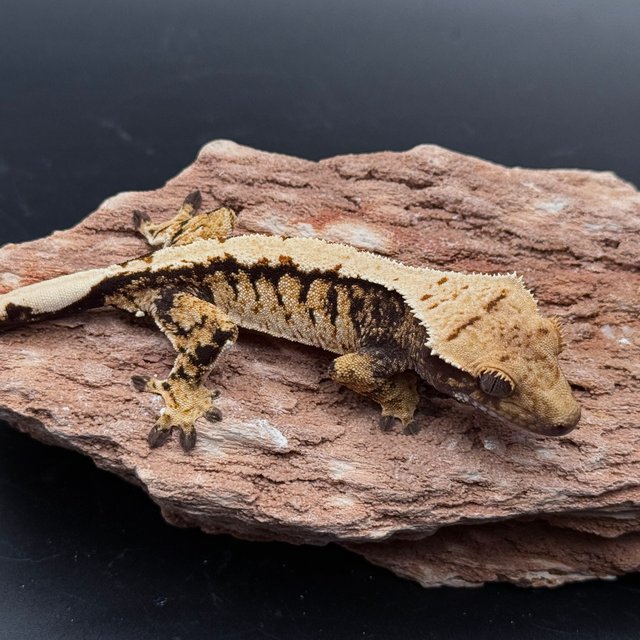 Black Solid Back Tri White White Pin White Spot