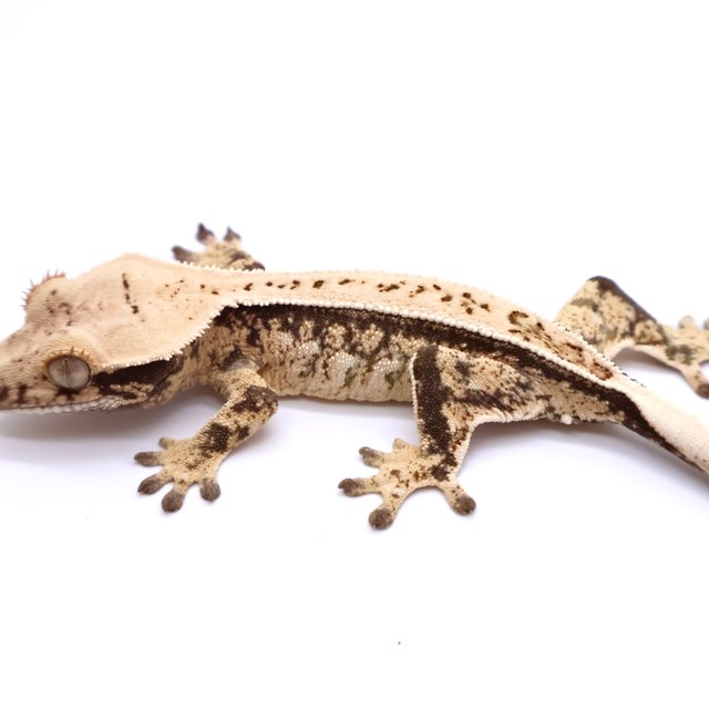 Tri Drippy Full Pinstripe Pinstripe White Spot White Pin