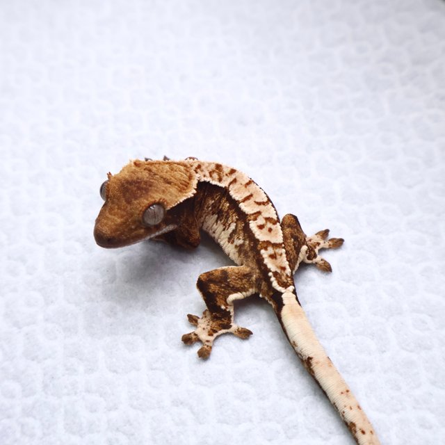 트라이 텐저린 화이트