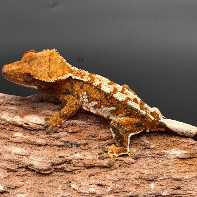 Tri Drippy White Spot White Pin Tangerine White