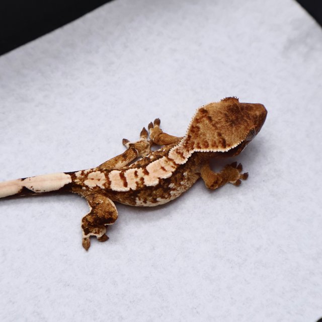 White Pin Tri White White Crown