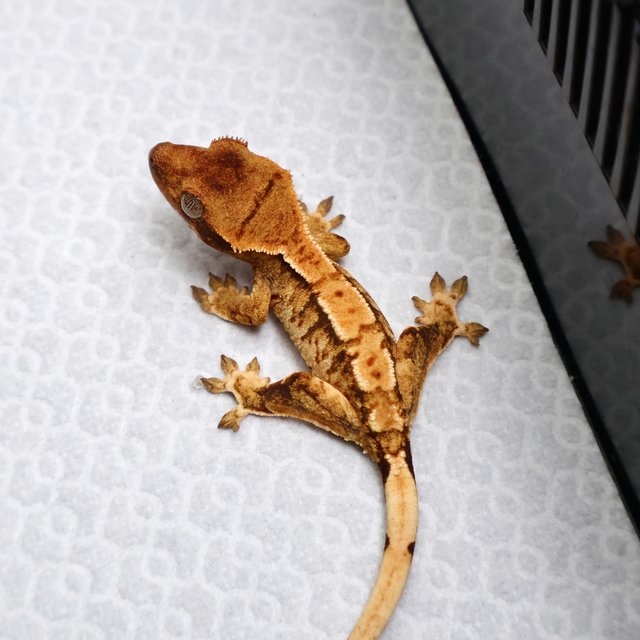 Tri Drippy White Spot White Pin Tangerine White