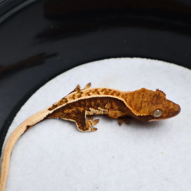 Normal Tri Extreme Harlequin Pinstripe White Spot Tangerine