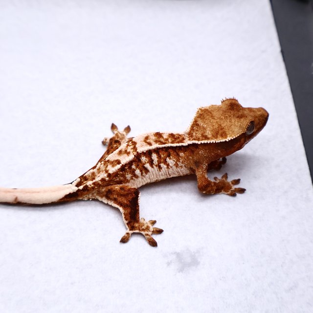 Tri Tangerine White