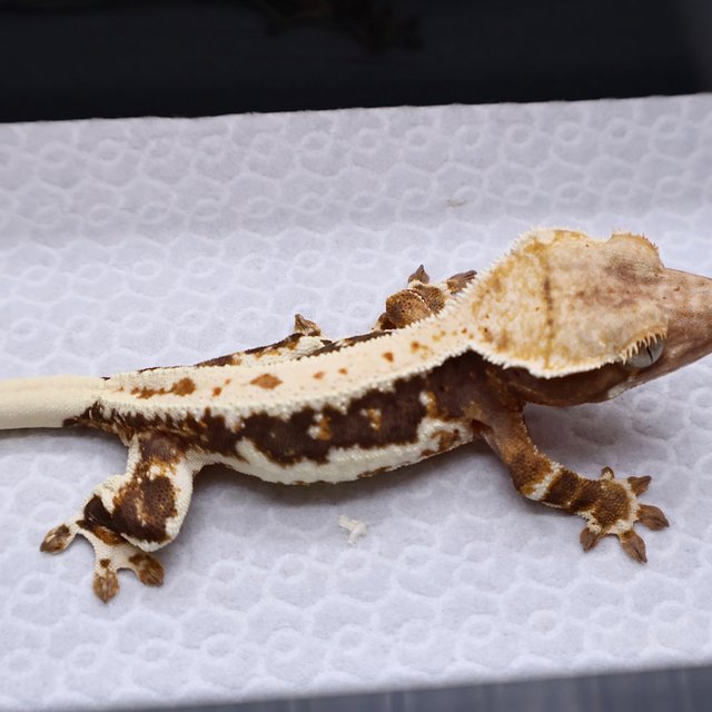 Lilly 100% Het Axanthic