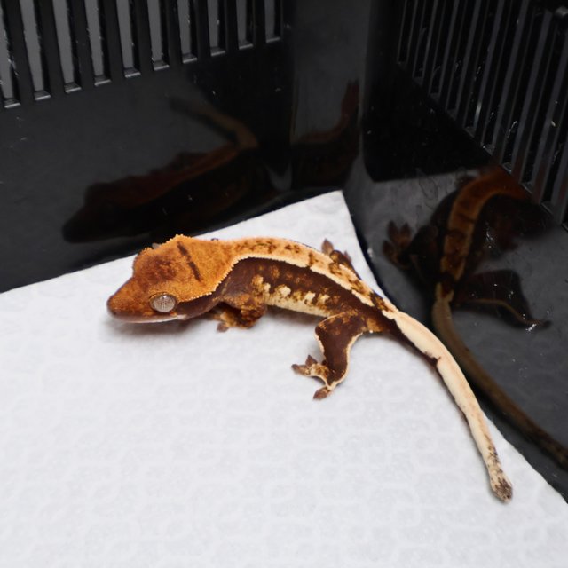 Tri White Spot White Pin Black Tangerine White