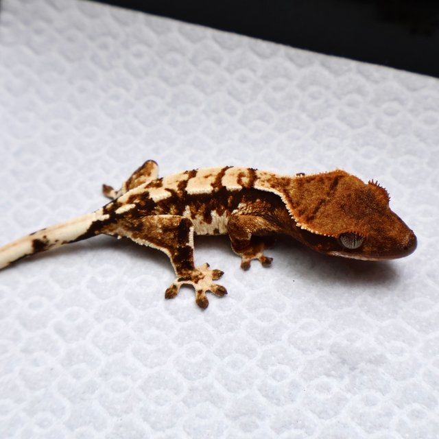 Tri Drippy White Spot White Pin Tangerine White