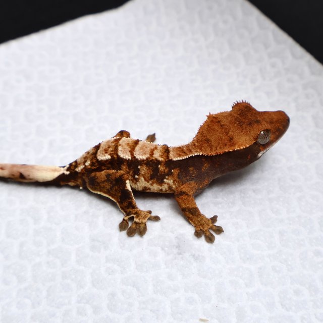 Drippy White White Pin White Spot Tri Tangerine