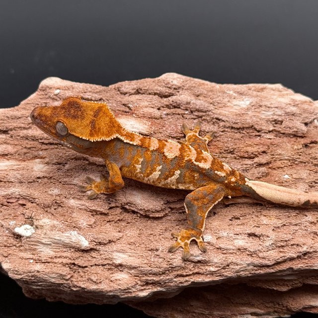 Tri Drippy Extreme Harlequin White Spot White Pin Tangerine