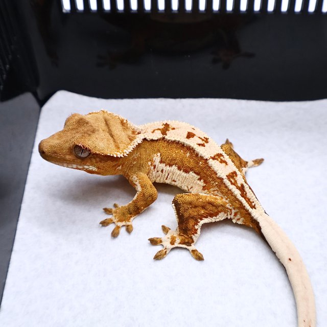 Tri Creamsicle