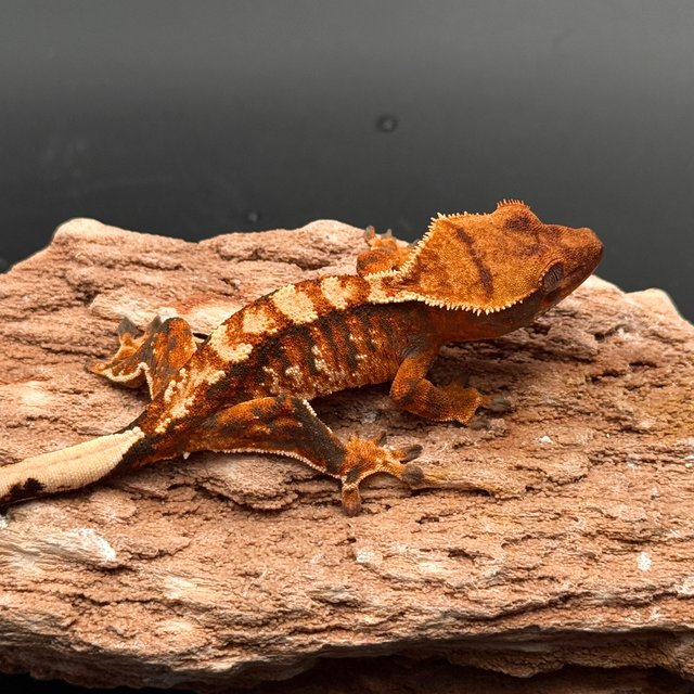 Tri White Spot White Pin Tangerine White Black