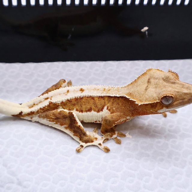 Lilly 100% Het Axanthic