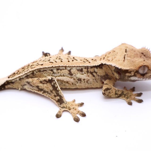 White Drippy White Spot White Pin Tri