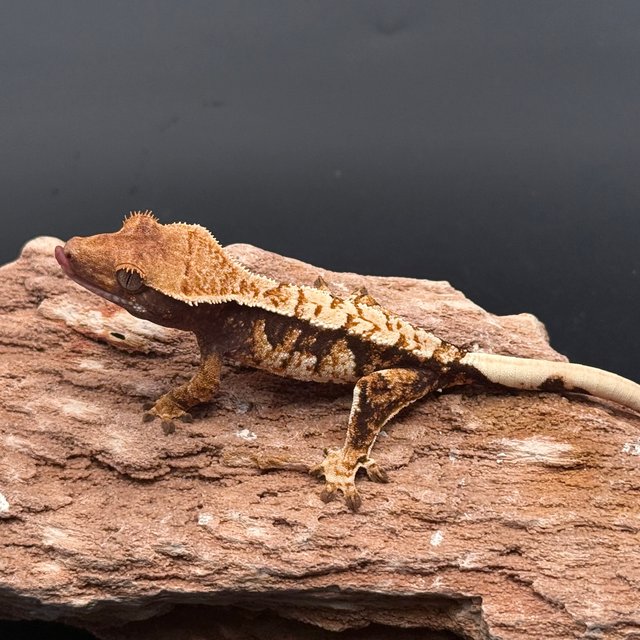 Tri Drippy White Spot White Pin White