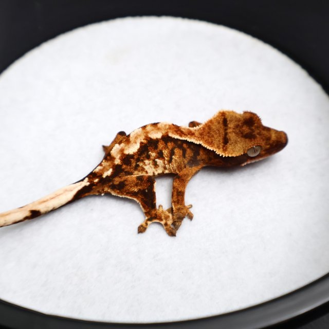 White Pin Tri Tangerine White Spot Drippy White