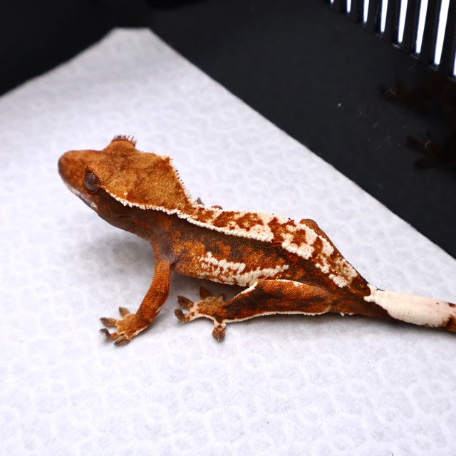 트라이 화이트크라운 화이트핀 텐저린 화이트