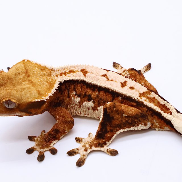 Tri Tangerine White