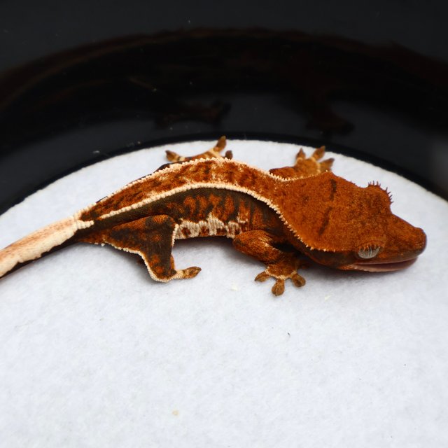 Normal Pinstripe White Spot Tangerine Tri