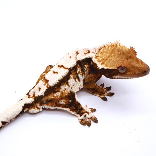 Tri White Tangerine