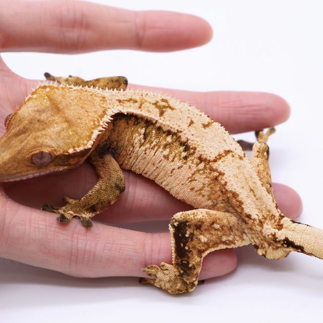 트라이