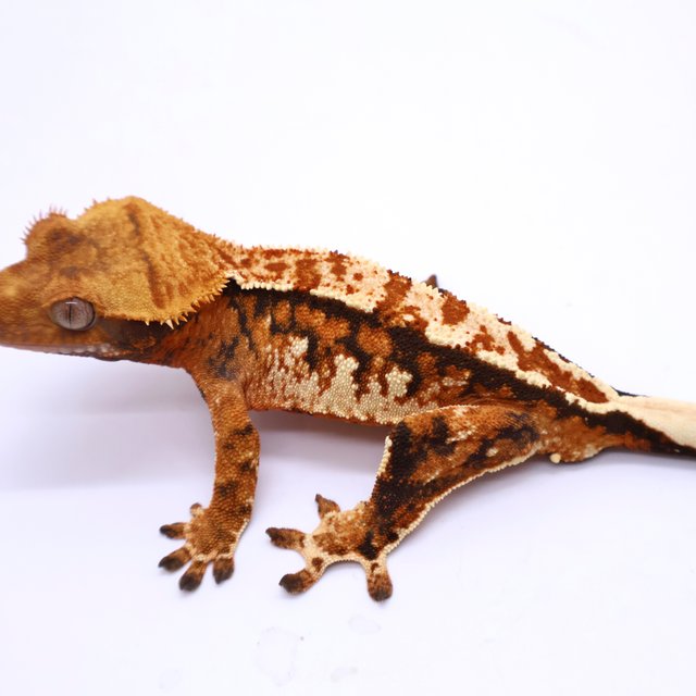 Tri Tangerine