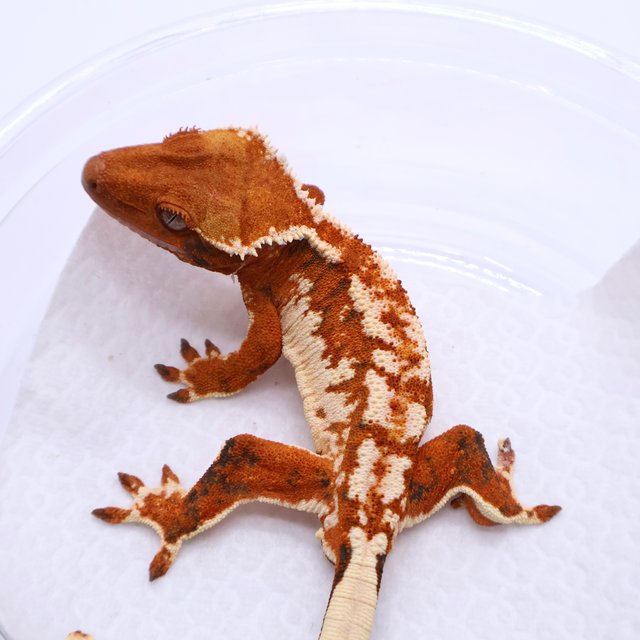Tri Tangerine