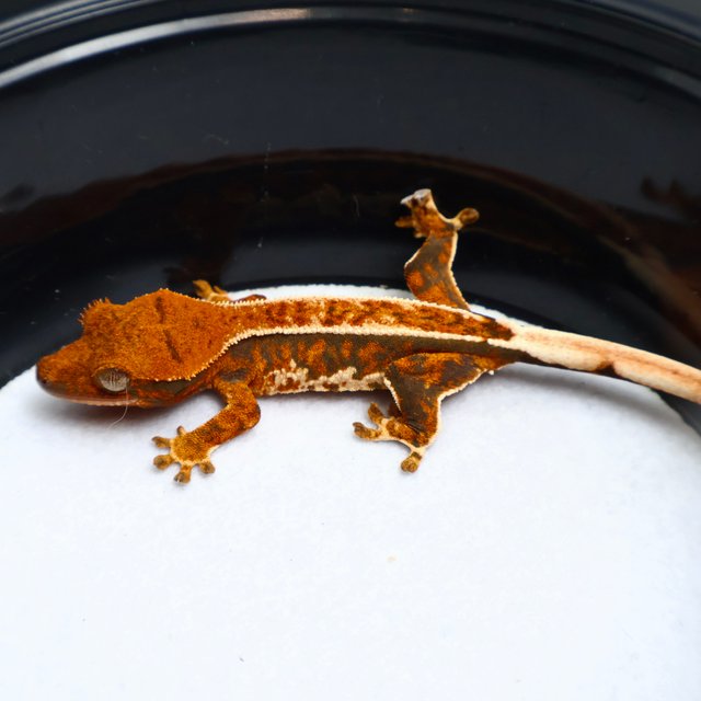 Normal Pinstripe White Spot Tangerine Tri