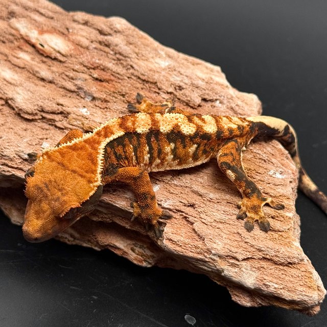 Tri White Spot White Pin Drippy Tangerine White