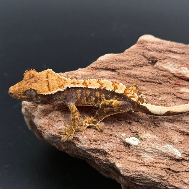 Tri White Spot White Pin White