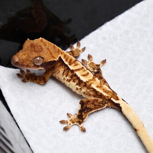 Tri Drippy White Spot White Pin Black White