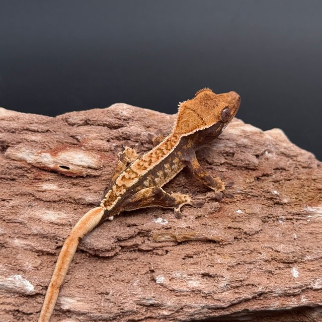 Tri Drippy White Spot White Pin Black White