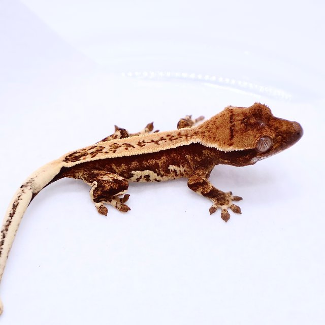 Tri White