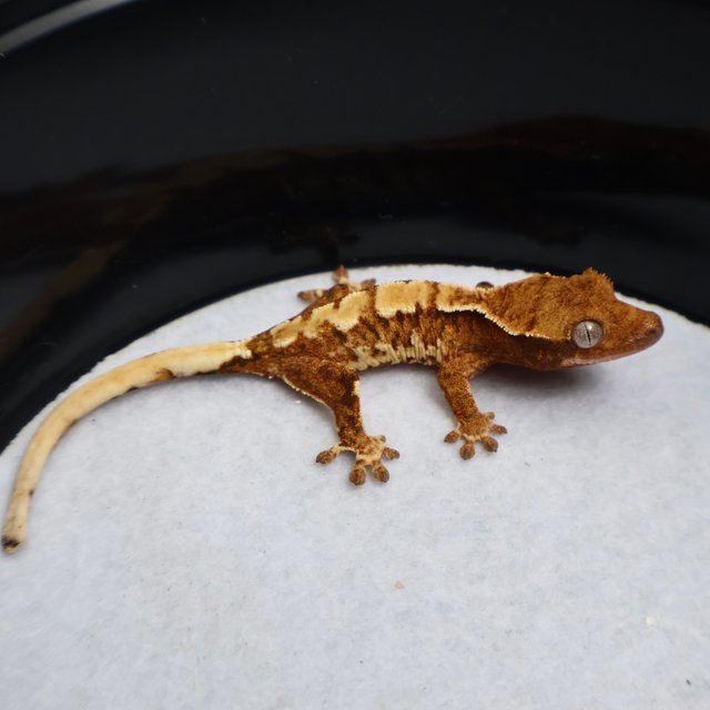 Normal Tri Extreme Harlequin White Spot Tangerine