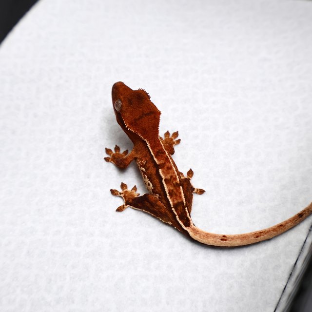 Tri Pinstripe White Spot White Pin Tangerine White