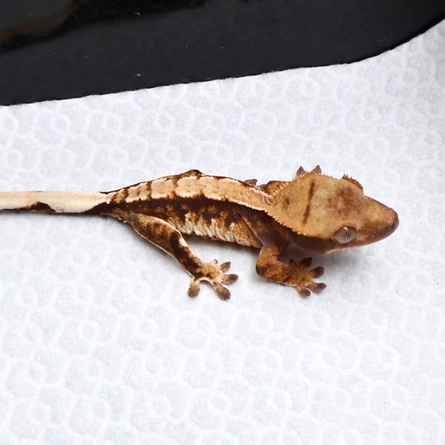 Tri Drippy White Spot White Pin White