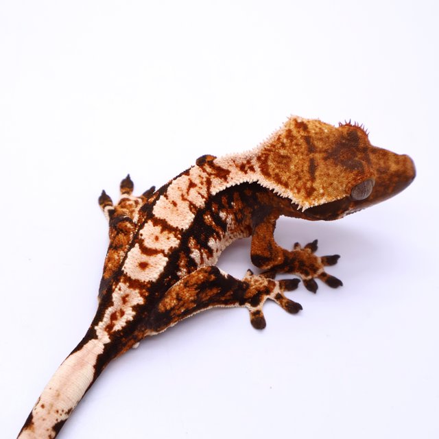 Tri Tangerine White