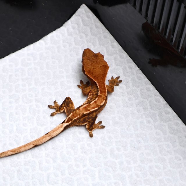 Tri Drippy White Spot White Pin Tangerine White