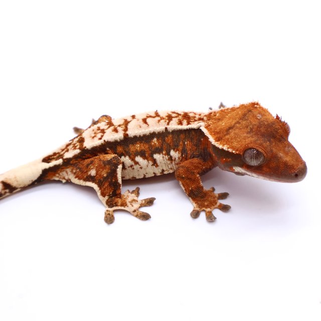 White Pin Tri Drippy White Tangerine White Spot