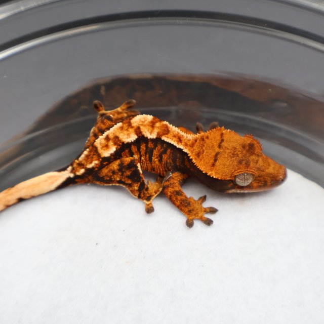 노멀 텐저린 타이거 할로윈 할리퀸